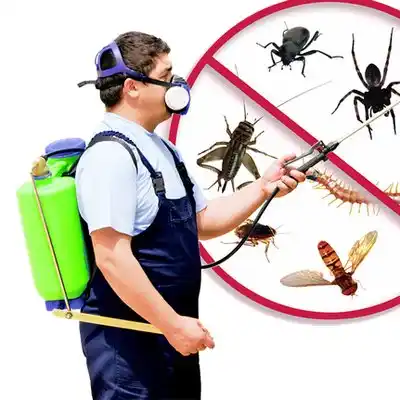 pest control Hammondsport